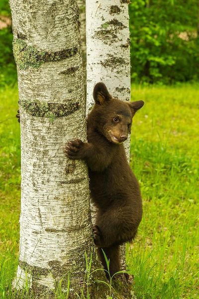 Minnesota-black bear cub climbing tree-captive